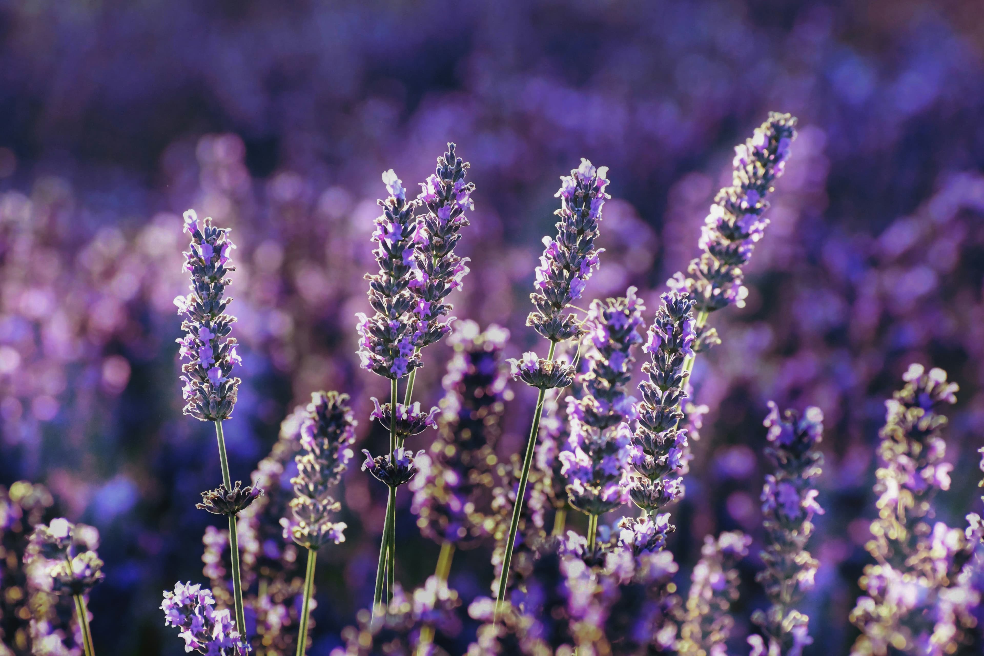Lavender fields and stone walls in Hvar island interior