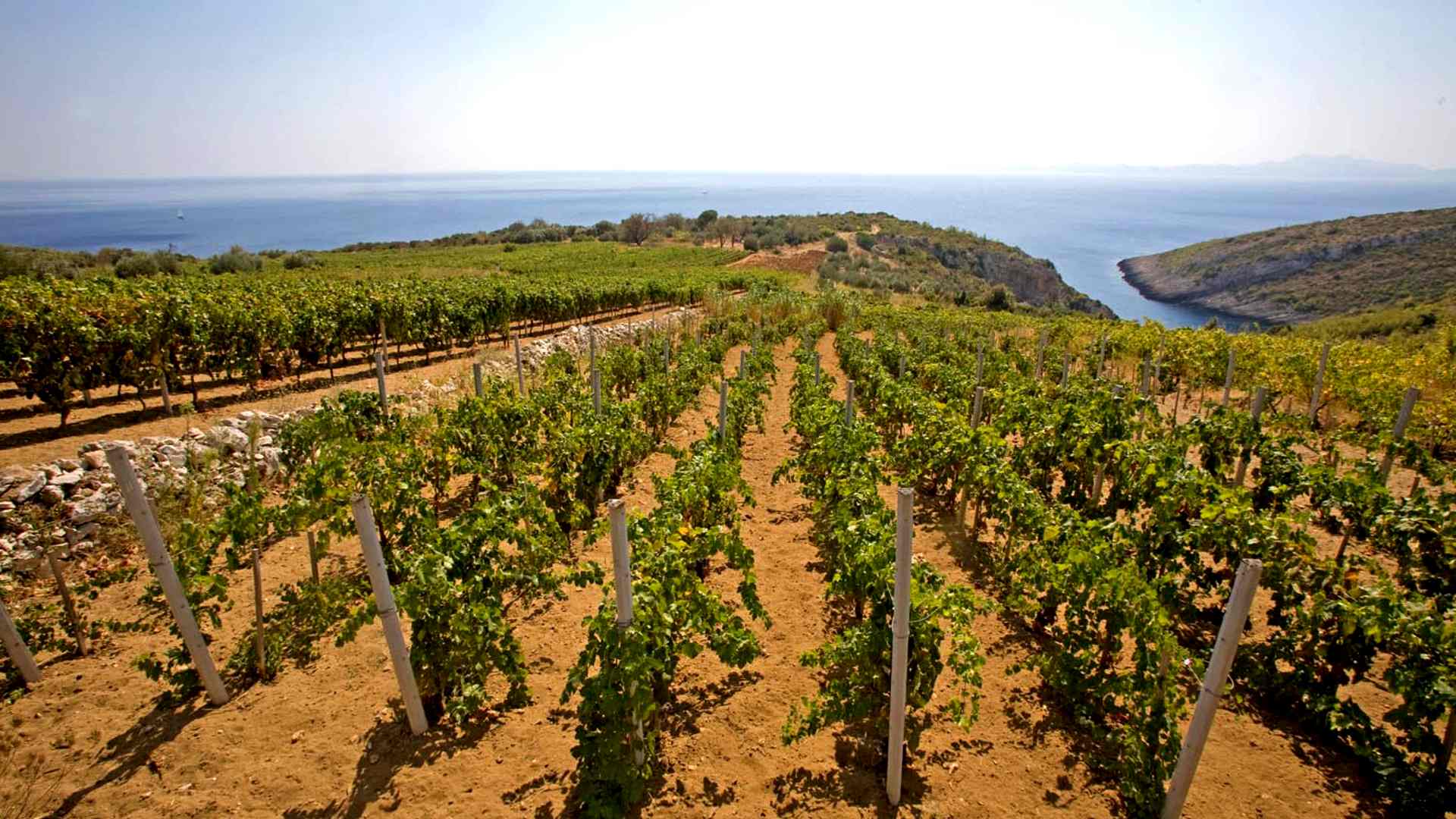 Vineyard terraces in Central Dalmatia with view of the Adriatic