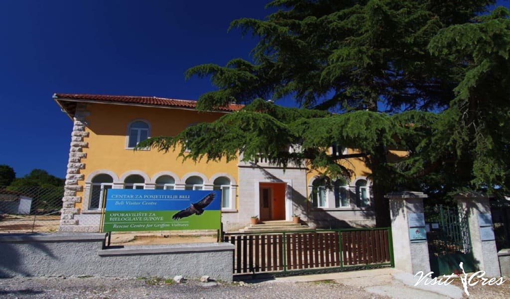 Griffon vulture at Cres Wildlife Center