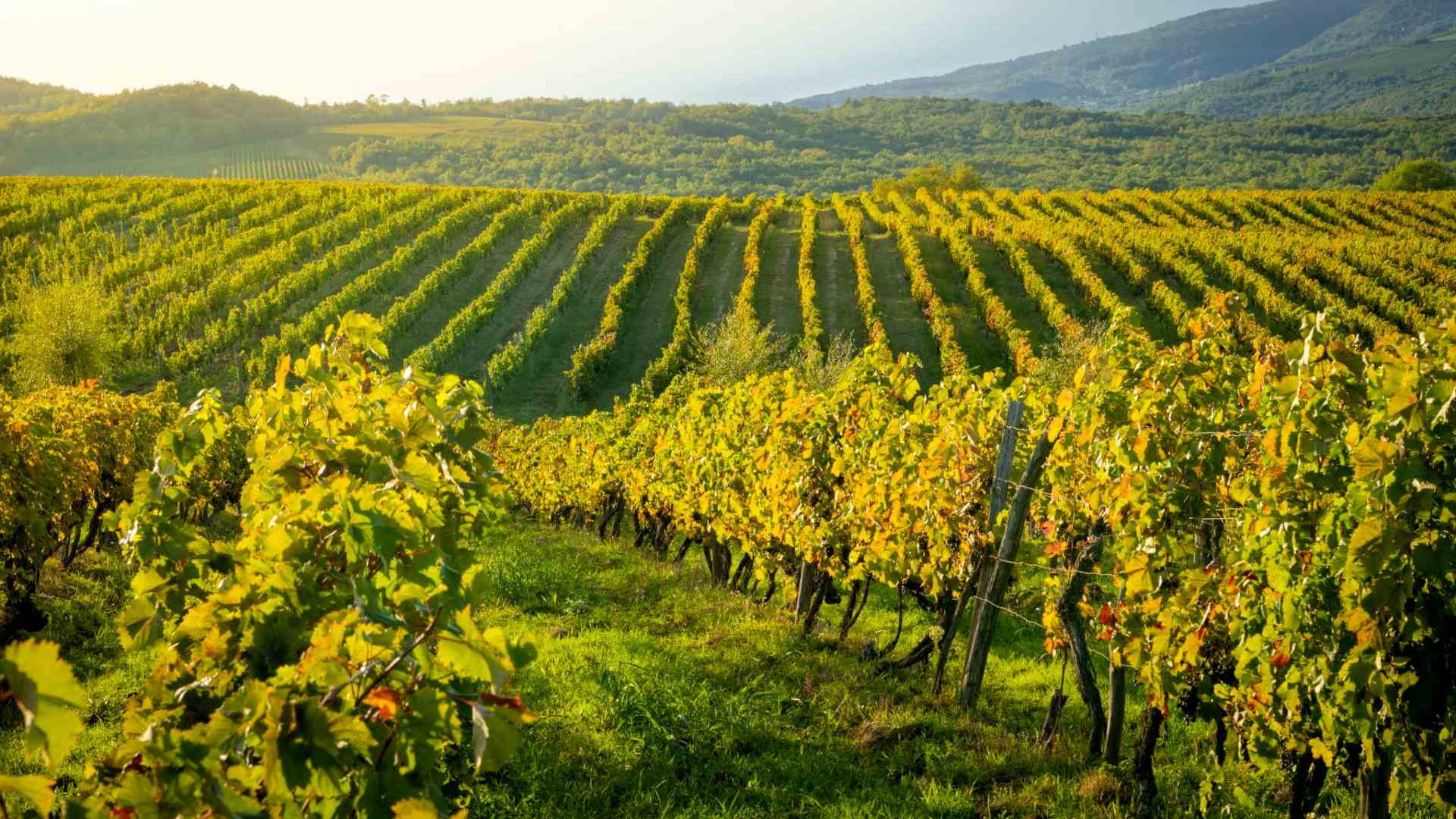 Istria Wine Region: Croatia's Wine Heartland