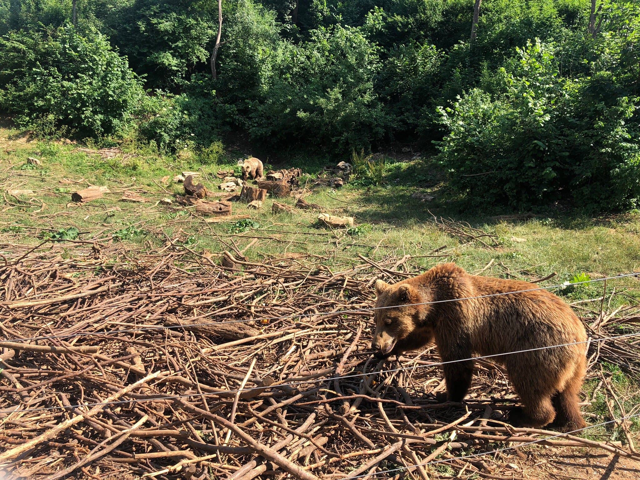Wildlife encounters in Velebit - golden eagles, chamois, and endemic species in UNESCO biosphere reserve