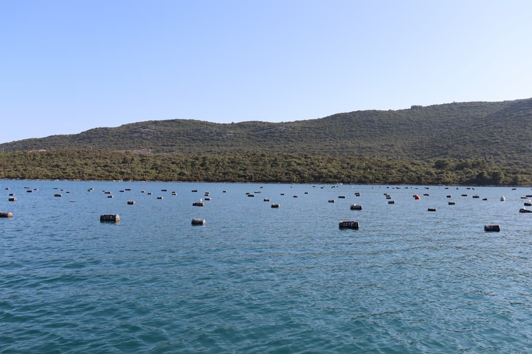 White floating buoys marking oyster lines in the calm blue waters of Mali Ston Bay, with forested hills behind.