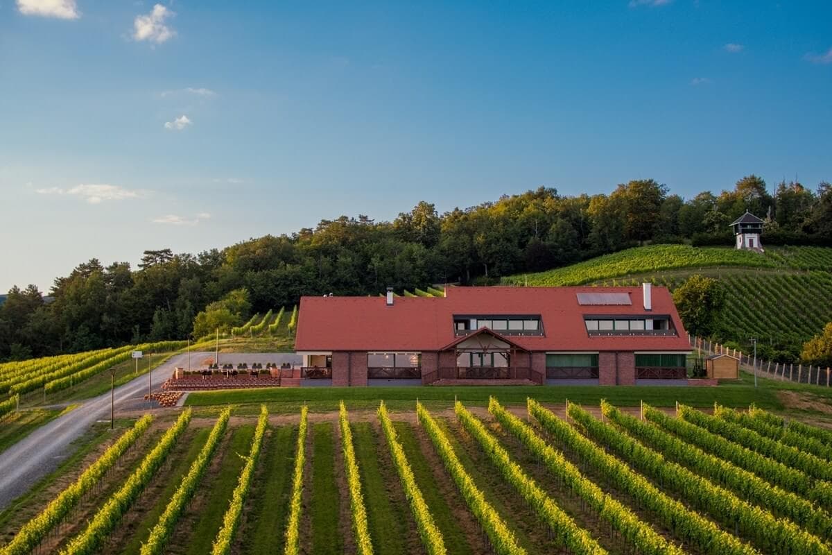 Kutjevo vineyards and amphitheater slopes