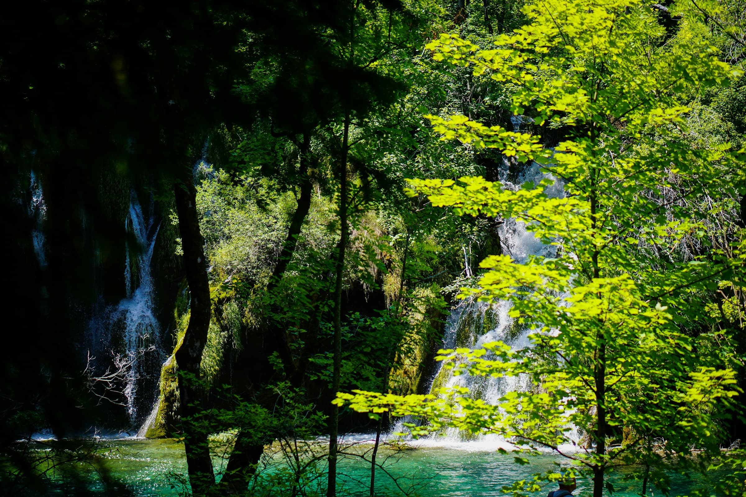 Ancient and Primeval Beech Forests