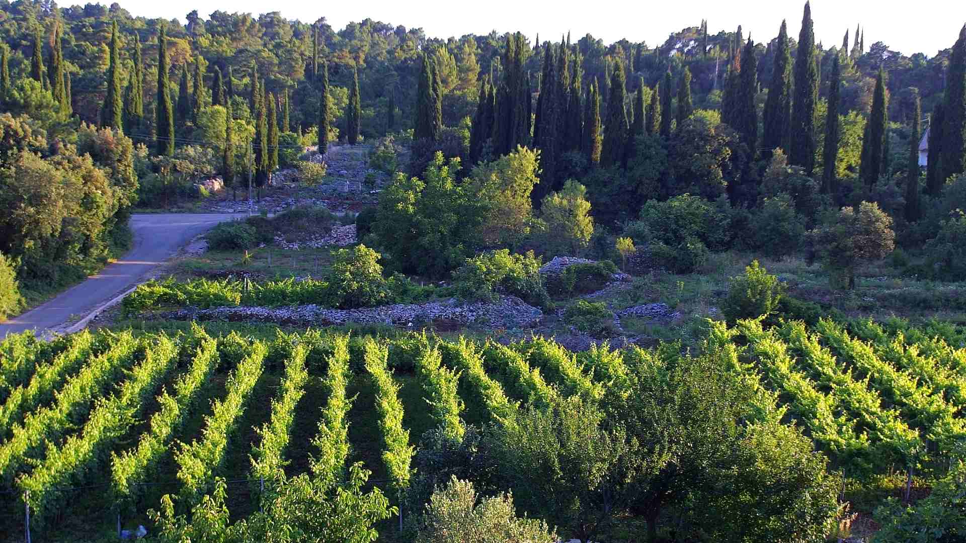 Dramatic steep vineyards of Pelješac Peninsula overlooking the sea