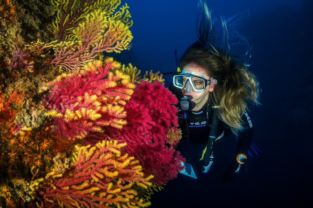 A scuba diver beside a vivid red and yellow gorgonian coral wall in the deep blue of the Mediterranean.